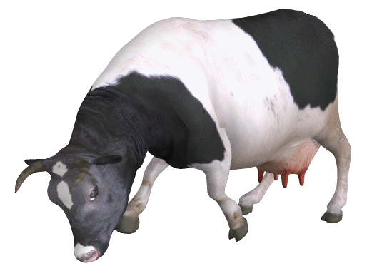 [Image: cow_01_l.gif]